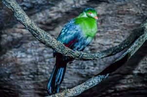 un azul y verde pájaro sentado en un rama foto