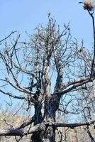 a burnt tree in the middle of a forest photo