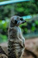 a meerkat is standing on its hind legs photo