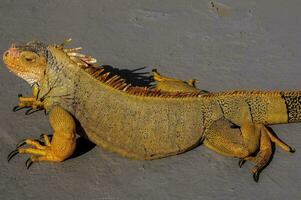 an iguana is sitting on the ground photo