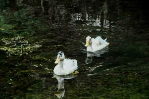 patos salvajes nadando foto