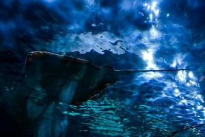 Beautiful underwater view photo