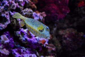 Beautiful underwater view with fish photo