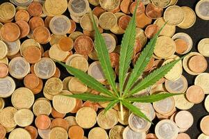 A marijuana plant on coins photo
