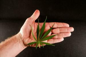 A marijuana plant photo