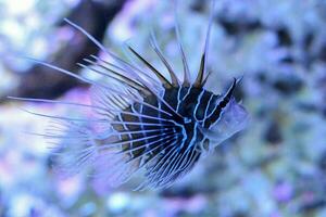 Beautiful underwater view with fish photo