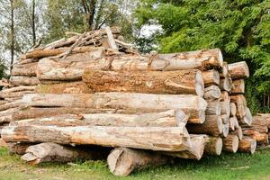 A pile of tree trunks photo