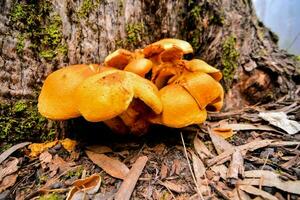 Mushrooms in the forest photo