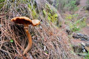 Mushrooms in the forest photo