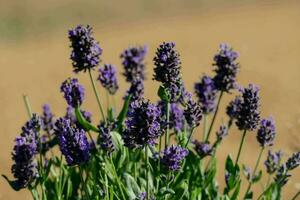 Close up of lavender photo