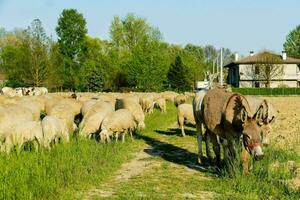 donkeys and sheep grazing in a field photo