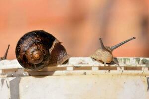 Edible snail escargot photo