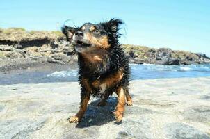 a dog standing on a rock near the ocean photo