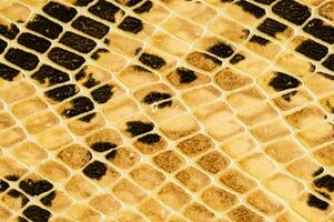 Snake skin texture photo