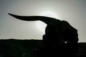 An animal skull silhouette photo