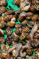 Edible snail escargot photo