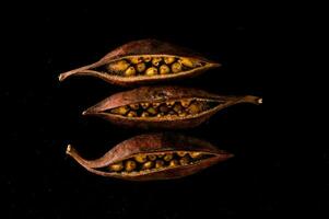 Close-up of fruit seeds photo