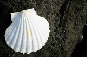 Close up of a shell photo