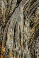 a close up of a tree trunk with orange lichen photo