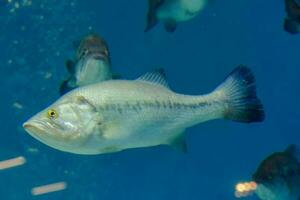 Fish in the aquarium photo