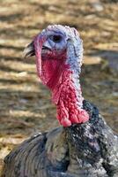 Turkey up close photo