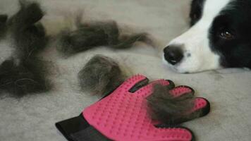 Funny cute puppy dog border collie with fur in moulting lying on couch at home. Furry dog and wool in annual spring or autumn molt at home indoor. Pet hygiene allergy grooming concept. video