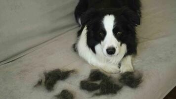 Funny cute puppy dog border collie with fur in moulting lying on couch at home. Furry dog and wool in annual spring or autumn molt at home indoor. Pet hygiene allergy grooming concept. video