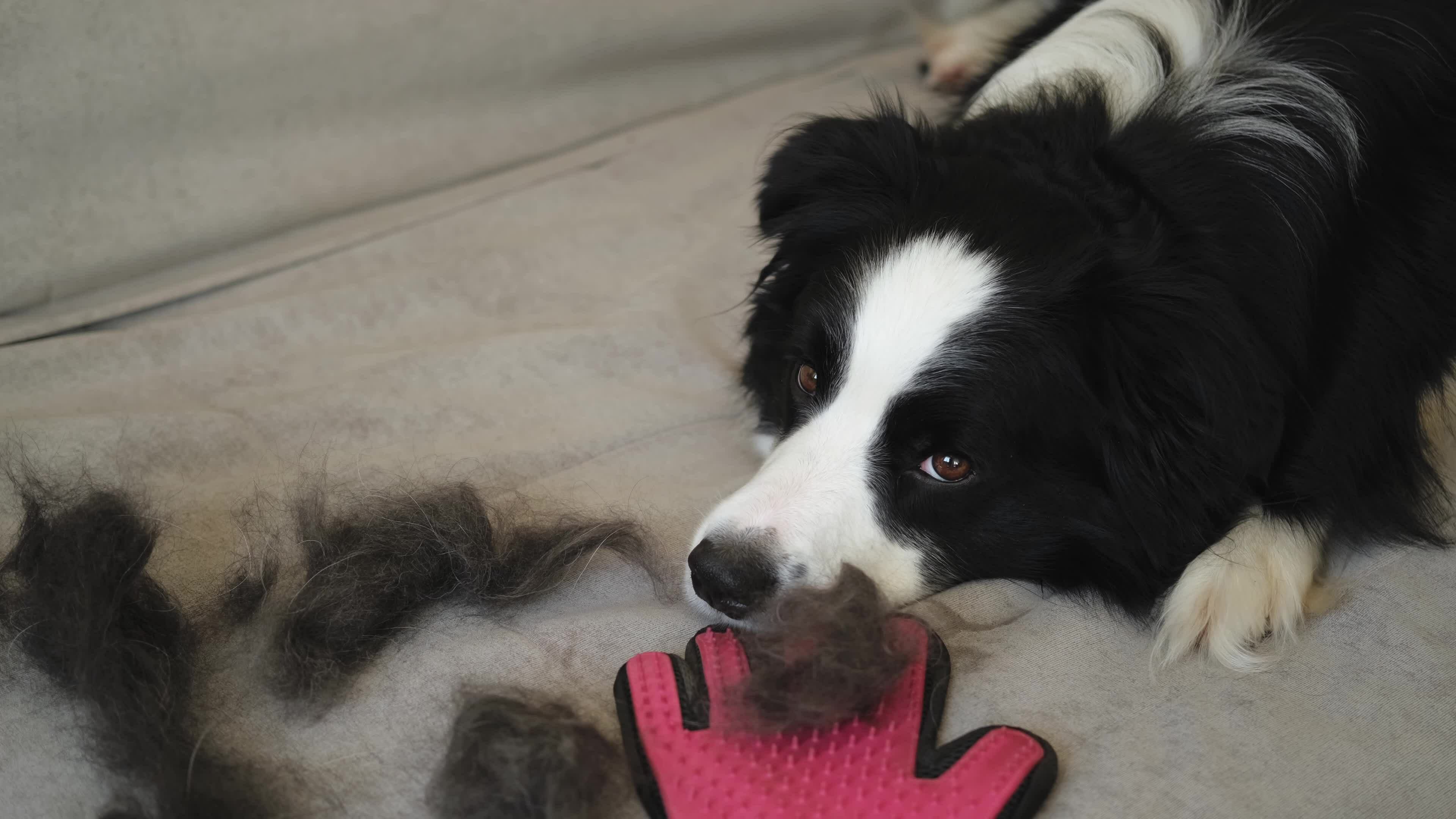 Funny cute puppy dog border collie with fur in moulting lying on couch at home. Furry dog and