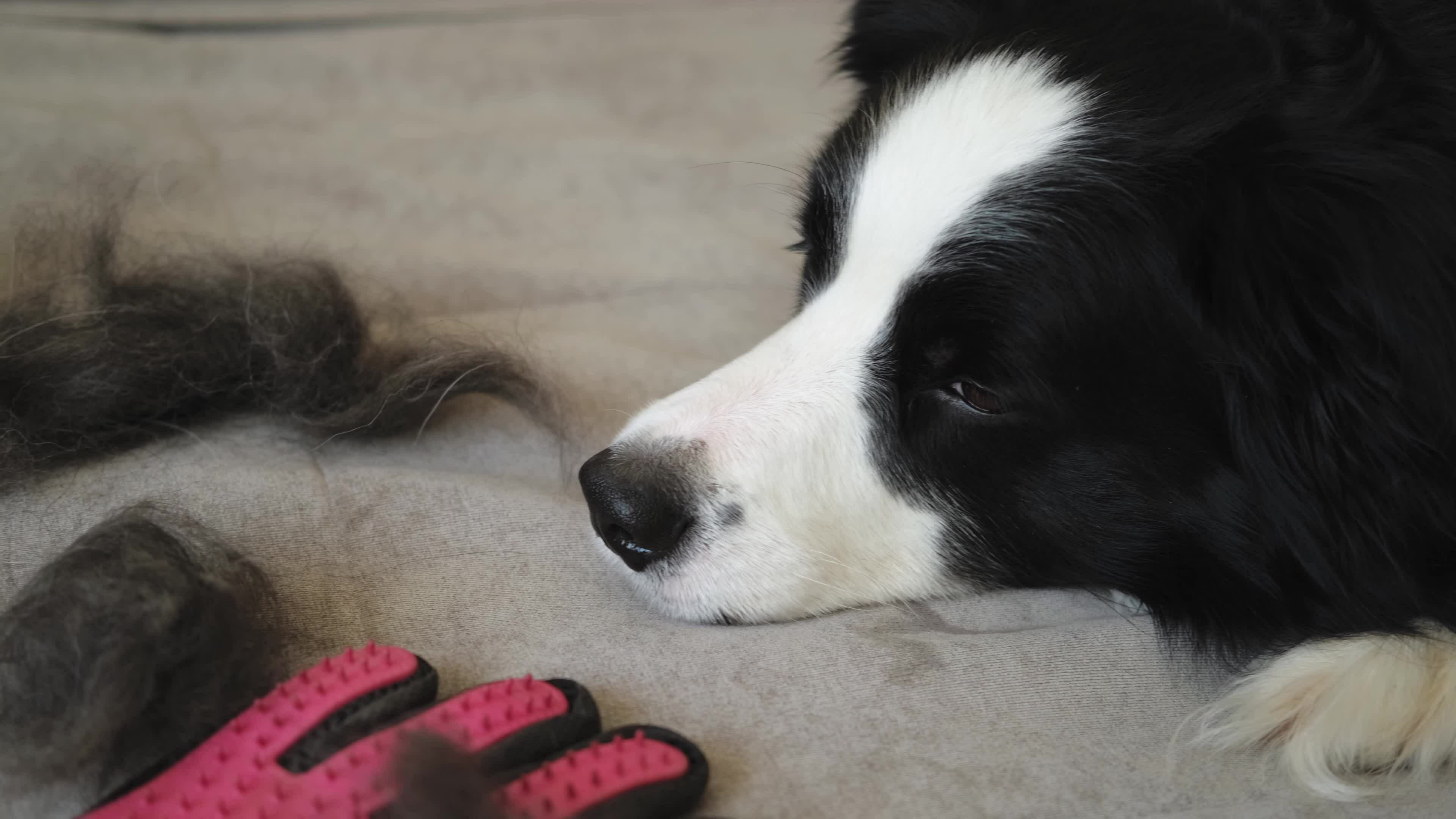 Funny cute puppy dog border collie with fur in moulting lying on couch at home. Furry dog and