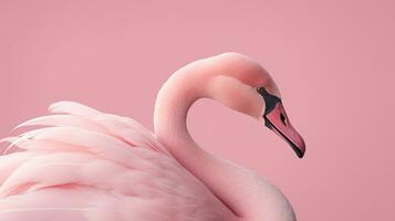 Close up of a mute swan isolated on a pink background. AI generative photo