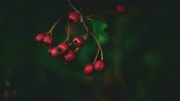 Macro Closeup of Ripe Hawthorn Berries in Autumn photo