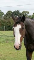 Chestnut Beauty Closeup of a Stunning Horse photo