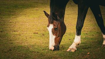 castaña belleza de cerca de un maravilloso caballo foto