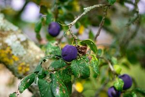 Purple Blue plums on tree branch photo