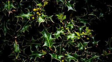 Tropical Jungle Abstract Top View Foliage photo