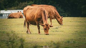 Rural Meadow Grazing Brown Cattle in Green Pasture photo