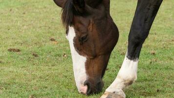 Chestnut Beauty Closeup of a Stunning Horse photo