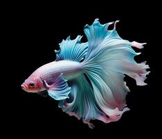 striking Siamese fighting fish, its tail and fins resembling intricate flower petals. AI Generated photo