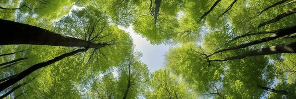 Looking up at the green tops of trees. AI Generated photo