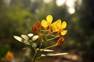 Cassia flower on nature Ai Generated photo