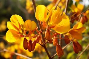 Cassia flower on nature Ai Generated photo