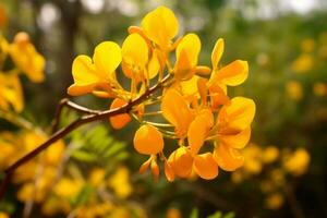 Cassia flower on nature Ai Generated photo