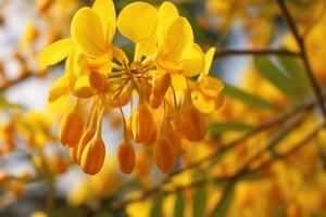 Cassia flower on nature Ai Generated photo