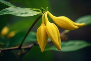 ylang ylang or cananga odorata flower on nature background Ai Generated photo