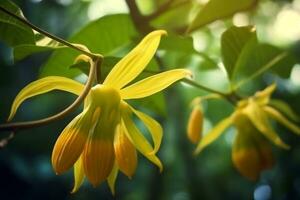 ylang ylang or cananga odorata flower on nature background Ai Generated photo