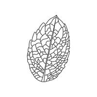 Hand drawn Kids drawing Cartoon Vector illustration mint leaf Isolated on White Background