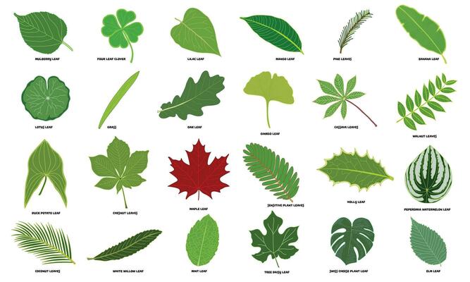 vector Illustration big set of different leaves Isolated on White Background