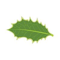 Kids drawing Cartoon Vector illustration holly leaf Isolated on White Background