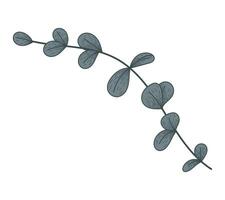 Decorative green flat eucalyptus branch with leaves, isolated vector twig, sketch style.