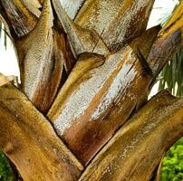 Fragment of trunk and roots of tropical date tree as background,Palm bark texture,Palm branches and fruit stems,palm tree close-up,palm tree body bark pattern,background the old trunk of the palm tree photo